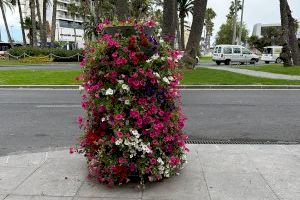 Alicante se embellece con adornos florales en el anuncio de la llegada de las fiestas de Fogueres