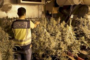 La Policía Nacional desmantela una plantación de marihuana y detiene a dos personas