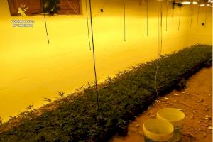 Un aviso de una compañía energética por un consumo 'extraño' acaba destapando una gran plantación de marihuana en Villena