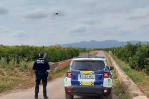 Alerta a Vila-real: La Policia cerca per terra i aire a un vedell escapolit