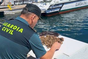 Sorprenden a un hombre capturando en Vinaròs 'caixetes', un molusco que puede provocar intoxicaciones