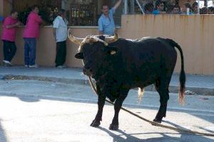 El ‘bou en corda’ de Santa Bàrbara torna a Borriana aquest estiu