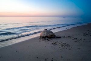 Una tortuga marina intenta desovar en Orihuela