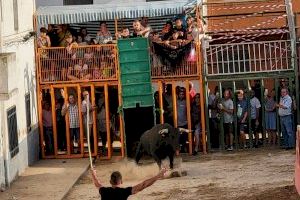 Cabanes celebra Sant Pere amb bous al carrer, actuacions musicals i tallers