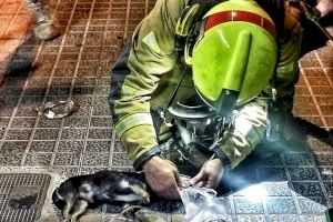 Salvan la vida a dos gatos y un perro tras un grave incendio en Benidorm