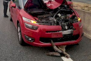Mor esclafada per un cotxe una cabra muntesa en un accident a Alberic