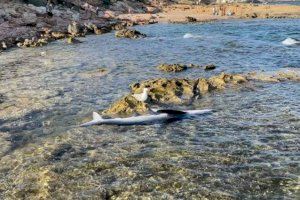 TIburón azul avistado el pasado mayo en Orihuela