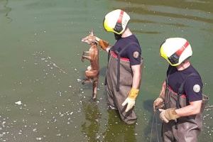 Rescatan a un zorro a punto de morir ahogado tras caer a una balsa de riego en Llíria