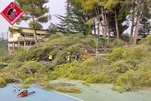 VÍDEO | Una rebentada tèrmica derroca 16 pins de gran grandària a Villena