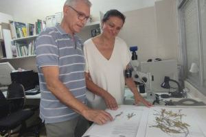 La Universitat d’Alacant demana que es catalogue una nova planta descoberta a Villena per a poder-la protegir