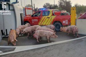Vuelca un camión de cerdos en Vinaròs y el chofer queda atrapado