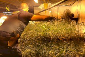 Desmantelado un un grupo criminal dedicado a la plantación de marihuana en Calpe