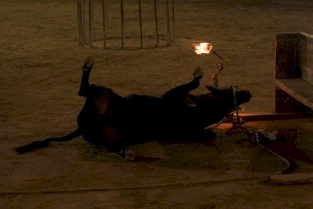 VÍDEO | Polèmica a Morella: impedeixen l'enregistrament després de desplomar-se un bou