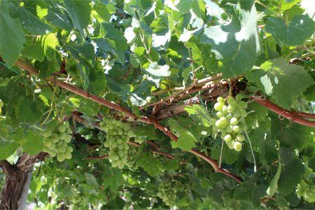 Agricultura lleva a cabo el tradicional embolsado de las uvas de las parras de Juan XXIII