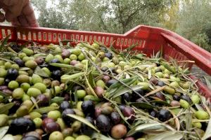 El bajo stock nacional dispara los precios del aceite de oliva virgen extra sin repercutir en beneficios para el agricultor