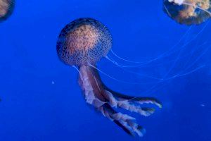 Las altas temperaturas provocan la proliferación de medusas en las playas de la Comunitat Valenciana