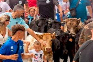 Quatre municipis valencians realitzen exhibicions de transhumància amb bestiar per a xiquets