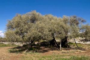 Los agricultores alertan de "otra campaña ruinosa" en los olivares valencianos
