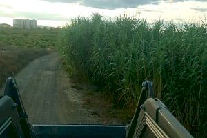 El Ayuntamiento de Utiel habilita caminos agrícolas para facilitar accesos en la campaña de vendimia