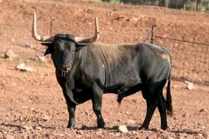 GALERIA | Fira d’Onda 2023: Fotografies dels bous, ramaderies d'origen i calendari de la setmana més esperada