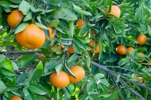 Campos abandonats, finques envellides i baixa producció: la Comunitat s'enfronta a una agra campanya per a la taronja