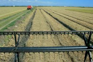 Sin arroz para hacer paellas: los agricultores valencianos lamentan que la cosecha del arroz bomba se desploma a la mitad por las plagas