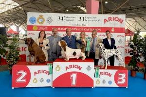 El Certamen de Belleza Canina nacional e internacional atrae a Castellón a más 4.000 personas este fin de semana