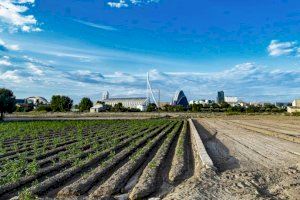 València obri la convocatòria de subvencions agràries destinades a mantindre el paisatge de l'horta