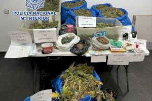 Gran operación antidroga en Elda y Petrer: cae un clan familiar dedicado al tráfico de marihuana a gran escala