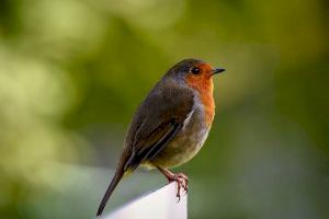 Xàtiva organiza la jornada «Caixes Nido» para concienciar sobre el hábitat de los pájaros en la ciudad