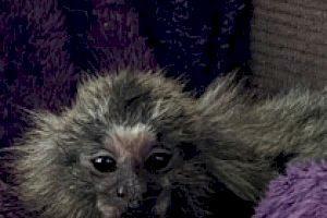 La nova vida de Azul, el mico trobat en ple carrer d'Onda