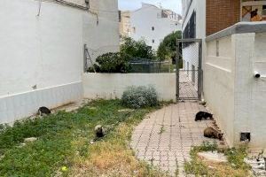 La regidoria de Benestar Animal de Xàbia convoca el concurs per al control de les colònies de gats de carrer