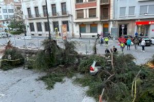 Un arbre de 18 metres cau sobre un cotxe en circulació en el Pla de Borriana
