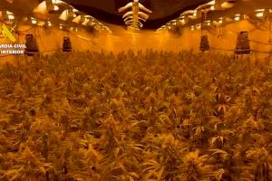 Encuentran 7.000 plantas de marihuana en una nave industrial de Almassora