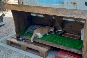 La Diputación concede una subvención de 3.400 euros a El Campello para esterilizar colonias felinas