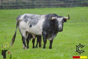 Les festes de Sant Vicent Ferrer presenten el primer bou de la temporada 2024 a la Vall d'Uixó