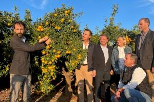 Agricultura respalda iniciativas de unidad que ponen en valor la calidad de los cítricos valencianos y benefician a los citricultores