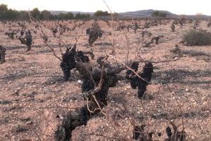 AVA-ASAJA critica que las ayudas por la sequía vuelven a dejar fuera a la uva y el olivar