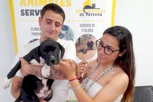 Más de 260 mascotas del Refugio Municipal de Paterna han encontrado hogar durante 2023