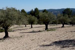 Primeras consecuencias de la sequía en la Comunitat Valenciana: arruinada la cosecha de aceitunas en Requena-Utiel