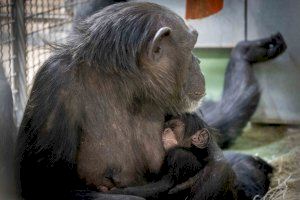BIOPARC Valencia anuncia el feliz nacimiento de un chimpancé