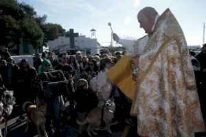 Borriana ix al carrer per a festejar a Sant Antoni, patró dels animals