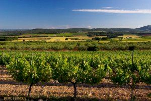 Robert Parker reconoce la calidad de los vinos DO Valencia