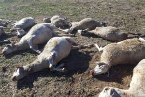 Un atac de llops mata deu ovelles i té atemorides a 400 més en Aras de los Olmos