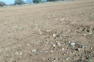 Alarma en el camp valencià: l'absència de pluges preveu una campanya catastròfica per als productors de cereal