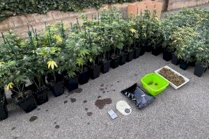 Policía  Local y Guardia Civil desmantelan una plantación de marihuana en l’Alcora