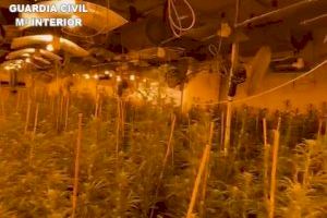 Quejas vecinales por el fuerte olor a marihuana destapan una macroplantación en una casa de Oropesa