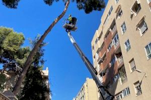Sant Joan instala un sistema de control de crecimiento de árboles para evitar caídas de troncos que pongan en riesgo la seguridad ciudadana