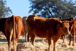 La Unió exigix una línia d'ajudes per als ramaders de boví amb afecció en els seus animals de la EHE