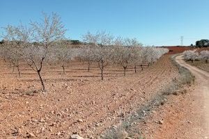 La floración de los almendros presenta un aspecto normal a pesar de la sequía
